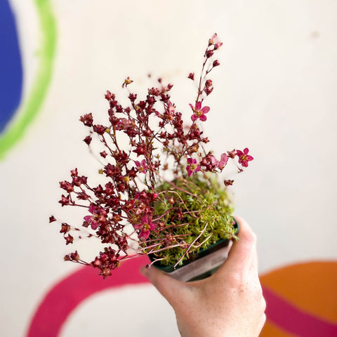 Saxifraga 'Saxony Red' - Cotswold Grown Herbaceous Perennial - Sprouts of Bristol