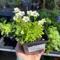 Saxifraga x arendsii 'Alpino White' - Rockfoils - UK Evergreen Perennial Alpine - Sprouts of Bristol