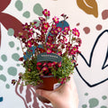 Saxifraga x arendsii 'Pixi Pan' - Rockfoils - British Grown Evergreen Perennial Alpine - Sprouts of Bristol