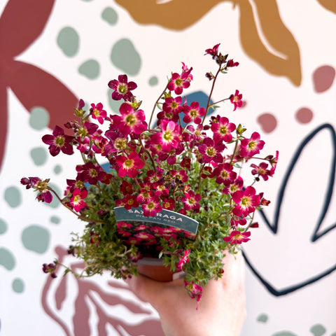 Saxifraga x arendsii 'Pixi Pan' - Rockfoils - British Grown Evergreen Perennial Alpine - Sprouts of Bristol