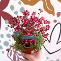 Saxifraga x arendsii 'Pixi Pan' - Rockfoils - British Grown Evergreen Perennial Alpine - Sprouts of Bristol