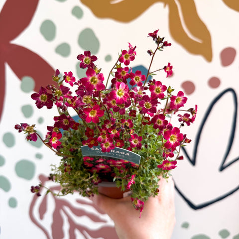 Saxifraga x arendsii 'Pixi Pan' - Rockfoils - British Grown Evergreen Perennial Alpine - Sprouts of Bristol
