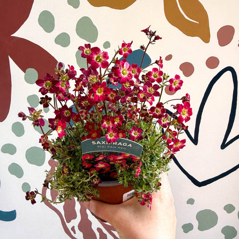 Saxifraga x arendsii 'Pixi Pan' - Rockfoils - British Grown Evergreen Perennial Alpine - Sprouts of Bristol