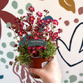 Saxifraga x arendsii 'Pixi Pan' - Rockfoils - British Grown Evergreen Perennial Alpine - Sprouts of Bristol
