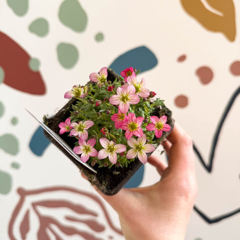 Saxifraga x arendsii 'Touran Pink' - Rockfoils - British Grown Evergreen Perennial Alpine - Sprouts of Bristol