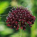 Scabious 'Black Knight' Seeds - Sprouts of Bristol