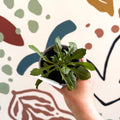 Scaevola 'Abanico Blue' - British Grown - Sprouts of Bristol