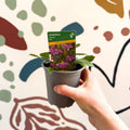 Scaevola 'Abanico Blue' - British Grown - Sprouts of Bristol