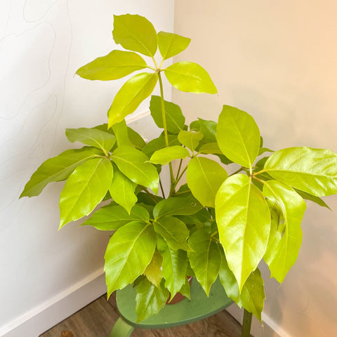 Schefflera actinophylla 'Golden Amate' - Umbrella Tree - Sprouts of Bristol
