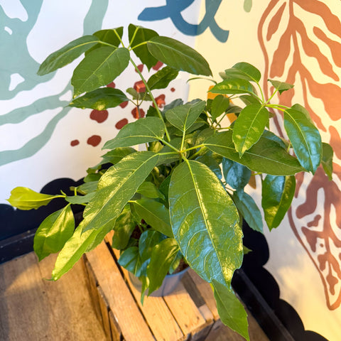 Schefflera actinophylla - Octopus Tree - Sprouts of Bristol