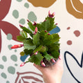 Schlumbergera - Orange Holiday Cactus - Sprouts of Bristol