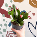 Schlumbergera - Orange Holiday Cactus - Sprouts of Bristol