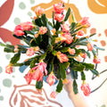 Schlumbergera truncata ‘Thor Wild Cactus' - Sprouts of Bristol