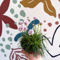 Sea Thrift - Armeria maritima 'Armada Rose' - Sprouts of Bristol