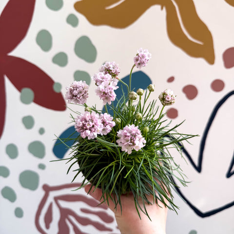 Sea Thrift - Armeria maritima 'Armada Rose' - Sprouts of Bristol