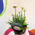 Sea Thrift - Armeria pseudarmeria 'Dreameria Dream Clouds' - British Grown Evergreen Perennial Alpine - Sprouts of Bristol