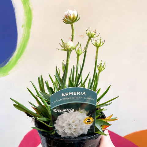 Sea Thrift - Armeria pseudarmeria 'Dreameria Dream Clouds' - British Grown Evergreen Perennial Alpine - Sprouts of Bristol