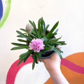 Sea Thrift - Armeria pseudarmeria 'Sweet Dreams' - British Grown Evergreen Perennial Alpine - Sprouts of Bristol