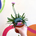 Sea Thrift - Armeria pseudarmeria 'Sweet Dreams' - British Grown Evergreen Perennial Alpine - Sprouts of Bristol