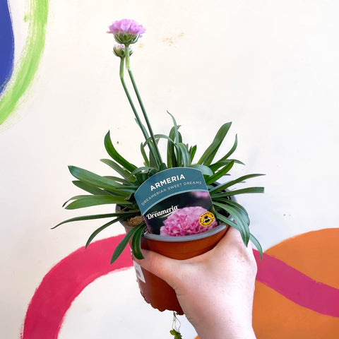 Sea Thrift - Armeria pseudarmeria 'Sweet Dreams' - British Grown Evergreen Perennial Alpine - Sprouts of Bristol