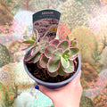 Sedum 'La Vie En Rose' - Sprouts of Bristol