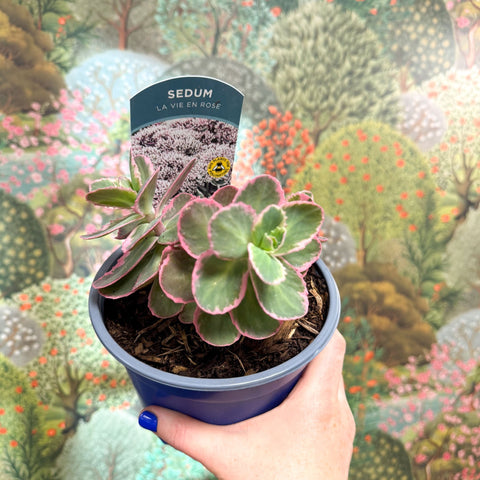 Sedum 'La Vie En Rose' - Sprouts of Bristol