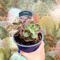 Sedum 'La Vie En Rose' - Sprouts of Bristol