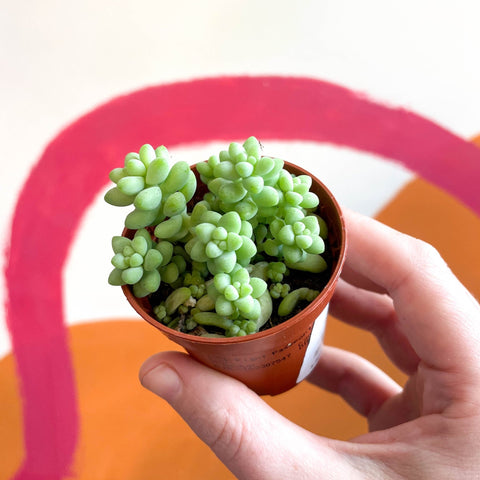 Sedum morganianum ‘Burrito’ - Burro's Tail - Sprouts of Bristol