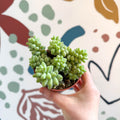 Sedum morganianum ‘Burrito’ - Burro's Tail - Sprouts of Bristol