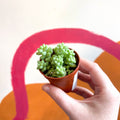 Sedum morganianum ‘Burrito’ - Burro's Tail - Sprouts of Bristol