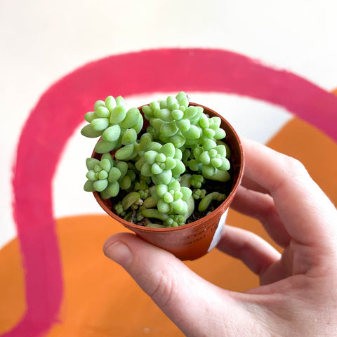 Sedum morganianum ‘Burrito’ - Burro's Tail - Sprouts of Bristol