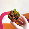 Sedum rubrotinctum - Jelly Bean Plant - Sprouts of Bristol