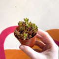 Sedum rubrotinctum - Jelly Bean Plant - Sprouts of Bristol