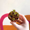 Sedum rubrotinctum - Jelly Bean Plant - Sprouts of Bristol