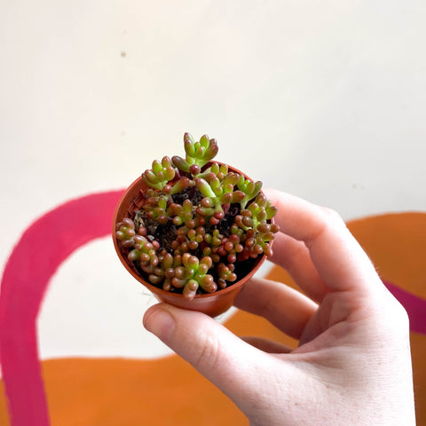 Sedum rubrotinctum - Jelly Bean Plant - Sprouts of Bristol