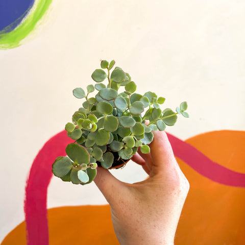 Sedum sieboldii - October Daphne - Sprouts of Bristol
