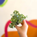 Sedum sieboldii - October Daphne - Sprouts of Bristol