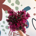 Sedum spurium 'Spot On Deep Rose' - Sprouts of Bristol