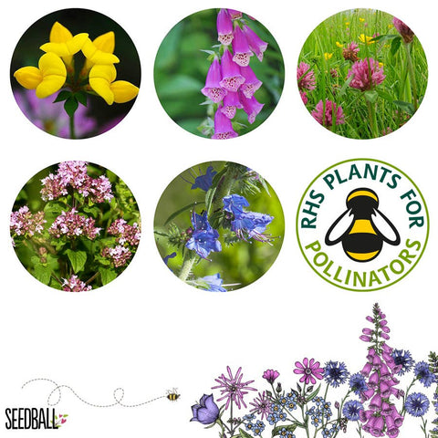 Seedball Meadow Pots - Bee Mix - Sprouts of Bristol
