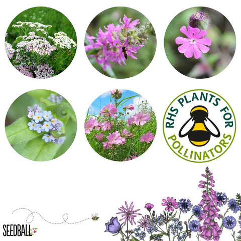 Seedball Meadow Pots - Butterfly Mix - Sprouts of Bristol