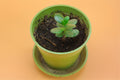 Seedball Meadow Pots - Garden Meadow - Sprouts of Bristol