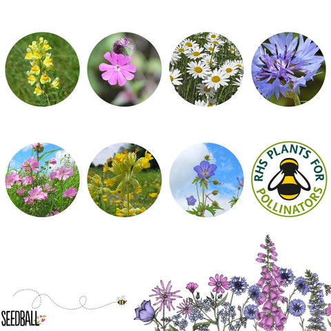 Seedball Meadow Pots - Garden Meadow - Sprouts of Bristol