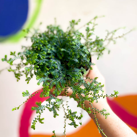 Selaginella uncinata - Peacock Spike Moss - Sprouts of Bristol