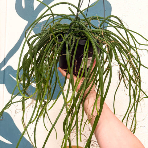 Selenicereus wercklei – Werckle’s Jungle Cactus - Sprouts of Bristol