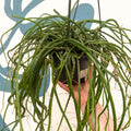 Selenicereus wercklei – Werckle’s Jungle Cactus - Sprouts of Bristol