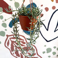 Senecio hallianus - String of Blue Beans - Sprouts of Bristol