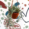 Senecio hallianus - String of Blue Beans - Sprouts of Bristol
