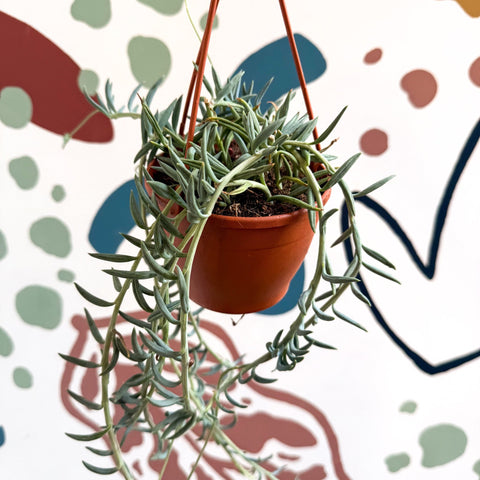 Senecio hallianus - String of Blue Beans - Sprouts of Bristol