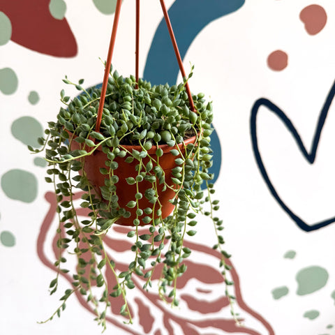 Senecio herreanus - String of Tears - Sprouts of Bristol