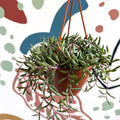 Senecio herreianus 'Purple Flush' - Purple String of Bananas - Sprouts of Bristol